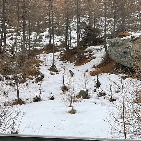 La Casa Sul Bosco Διαμέρισμα