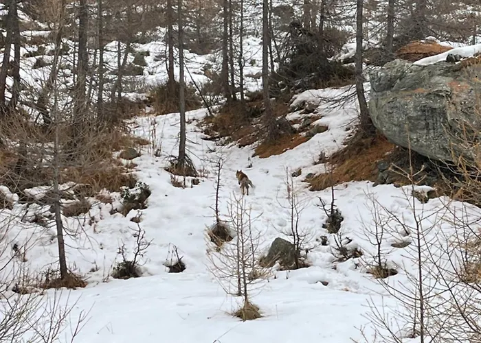 La Casa Sul Bosco アパート